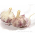 High Quality Gourmet Garlic Bulbs Price